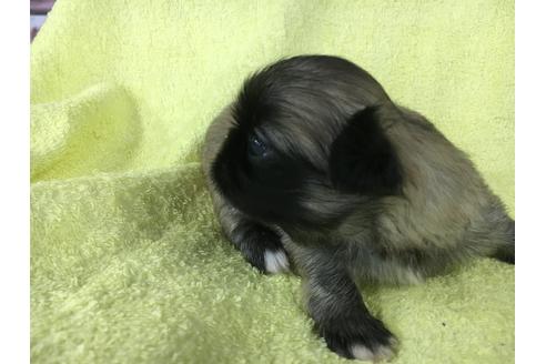 成約済の愛知県のペキニーズ-21768の1枚目